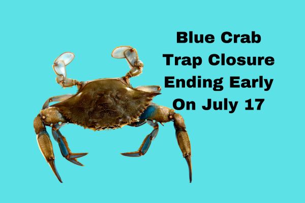 Southwest Florida Blue Crab Trap Closure Ending Early On July 17